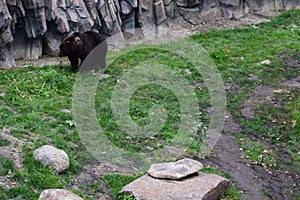 The Eurasian brown bear (Ursus arctos arctos) also known as the common brown bear