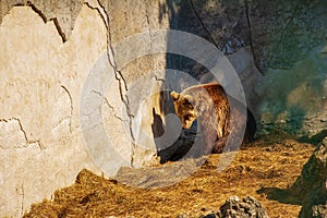 The Eurasian brown bear (Ursus arctos arctos), also known as the common brown bear. Brown bear on the rocks