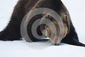 Eurasian brown bear, Ursus arctos arctos