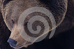 Eurasian brown bear, Ursus arctos arctos