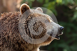 Eurasian brown bear Ursus arctos arctos