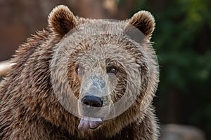 Eurasian brown bear Ursus arctos arctos