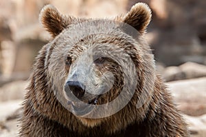 Eurasian brown bear Ursus arctos arctos