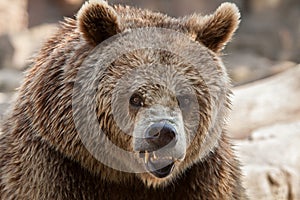Eurasian brown bear Ursus arctos arctos photo