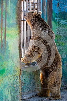 Eurasian brown bear or Ursus arctos arctos, also known as the European brown bear. photo