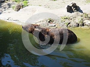 Eurasian brown bear Ursus arctos arctos is common subspecies of the brown bear in Eurasia. Animal dangerous forest