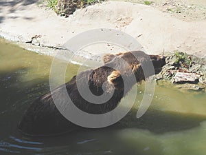 Eurasian brown bear Ursus arctos arctos is common subspecies of the brown bear in Eurasia. Animal dangerous forest