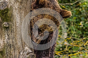 The Eurasian brown bear Ursus arctos arctos is one of the most common subspecies of the brown bear, and is found in much of