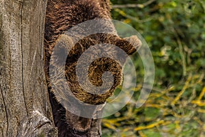 The Eurasian brown bear Ursus arctos arctos is one of the most common subspecies of the brown bear, and is found in much of