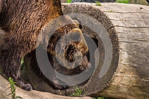 The Eurasian brown bear Ursus arctos arctos is one of the most common subspecies of the brown bear, and is found in much of