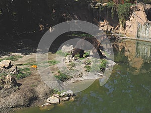 The Eurasian brown bear Ursus arctos is common subspecies of brown bear in Eurasia. A bear walks along the rocky shore