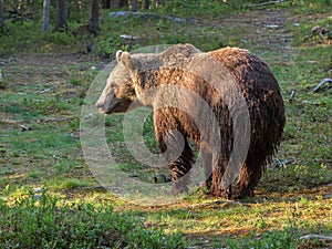 Eurasian Brown Bear photo