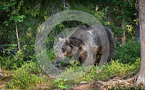 Eurasian Brown Bear in Finish Forest photo