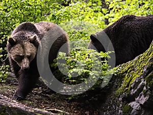 Eurasian brown bears photo