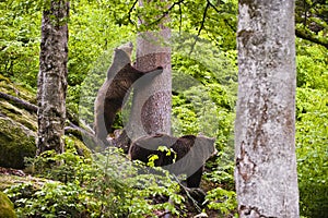 Eurasian brown bears in forest