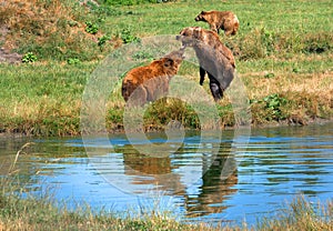 Eurasian brown bears