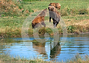 Eurasian brown bears