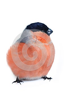 Eurasian bullfinch