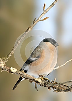 Eurasian Bullfinch