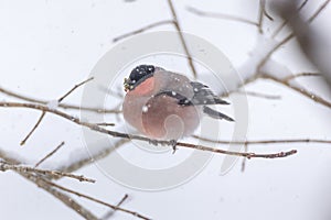 Eurasian bullfinch on the branch of tree eating tree sprout