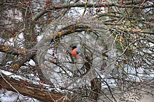 Eurasian bullfinch eating berries on a tree in Moscow, Russia photo