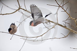 Eurasian bullfinch flying out from tree