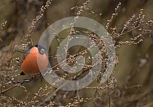 Eurasian Bullfinch; Goudvink; Pyrrhula pyrrhula