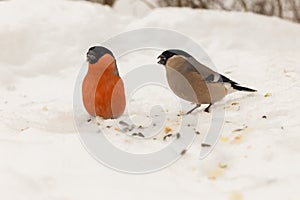 Eurasian Bullfinch. Male and female on the snow