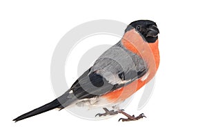 Eurasian Bullfinch, male, Pyrrhula pyrrhula isolated on white background photo