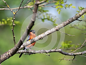 Eurasian bullfinch perched on a branch