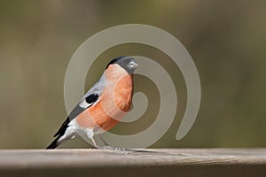 Eurasian bullfinch perched on a branch , Vosges, France