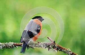 Eurasian bullfinch perched on a mossy branch