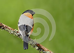 Eurasian bullfinch perched on a mossy branch against green background