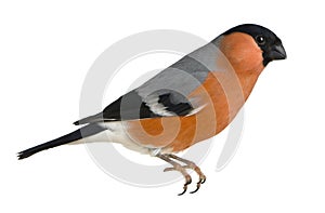 Eurasian Bullfinch, Pyrrhula pyrrhula