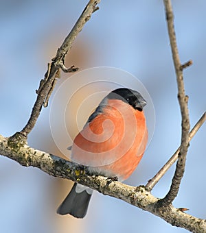 Eurasian Bullfinch ( Pyrrhula pyrrhula )