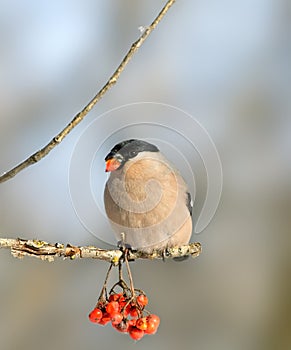 Eurasian Bullfinch ( Pyrrhula pyrrhula )