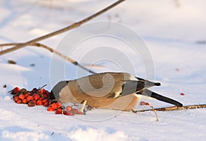 Eurasian Bullfinch ( Pyrrhula pyrrhula )