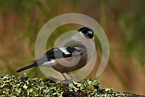 The Eurasian bullfinch, Pyrrhula pyrrhula female