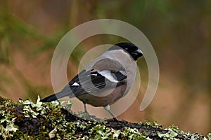 The Eurasian bullfinch, Pyrrhula pyrrhula female