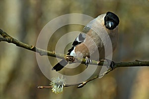 The Eurasian bullfinch, Pyrrhula pyrrhula female