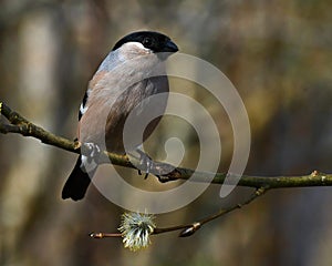 The Eurasian bullfinch, Pyrrhula pyrrhula female