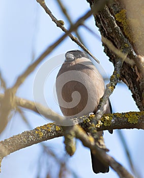 Eurasian bullfinch, Pyrrhula pyrrhula. A female bullfinch sits on a branch