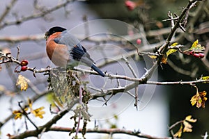 Eurasian Bullfinch Pyrrhula pyrrhula, Lagan River, Belfast, Northern Ireland, UK