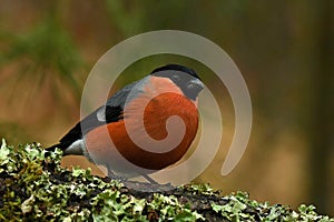 The Eurasian bullfinch, Pyrrhula pyrrhula male