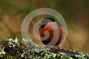 The Eurasian bullfinch, Pyrrhula pyrrhula male