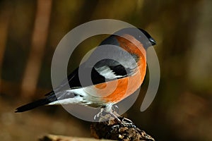 The Eurasian bullfinch, Pyrrhula pyrrhula male