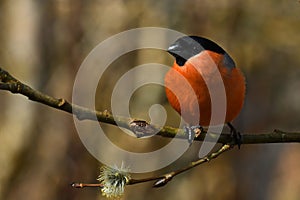 The Eurasian bullfinch, Pyrrhula pyrrhula male