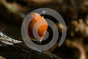 The Eurasian bullfinch, Pyrrhula pyrrhula male