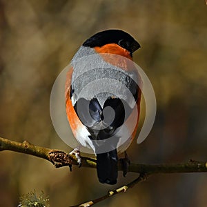 The Eurasian bullfinch, Pyrrhula pyrrhula male