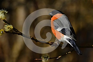 The Eurasian bullfinch, Pyrrhula pyrrhula male